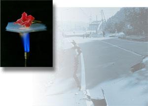 A flower lying on a piece of Aerogel being held over a flame; a buckled road after an earthquake in Chuetsu, Japan.